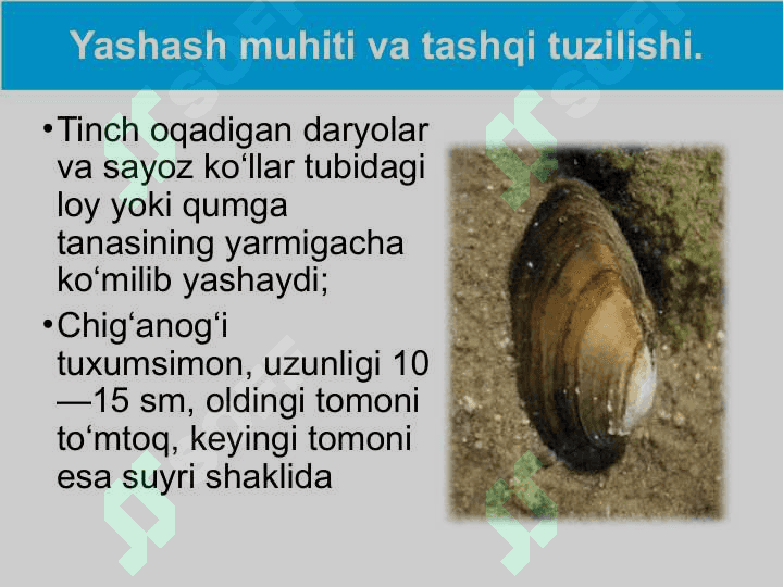 19-dars.Ikki pallali va boshoyoqli molyuskalar sinflari 4