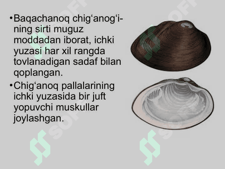 19-dars.Ikki pallali va boshoyoqli molyuskalar sinflari 6