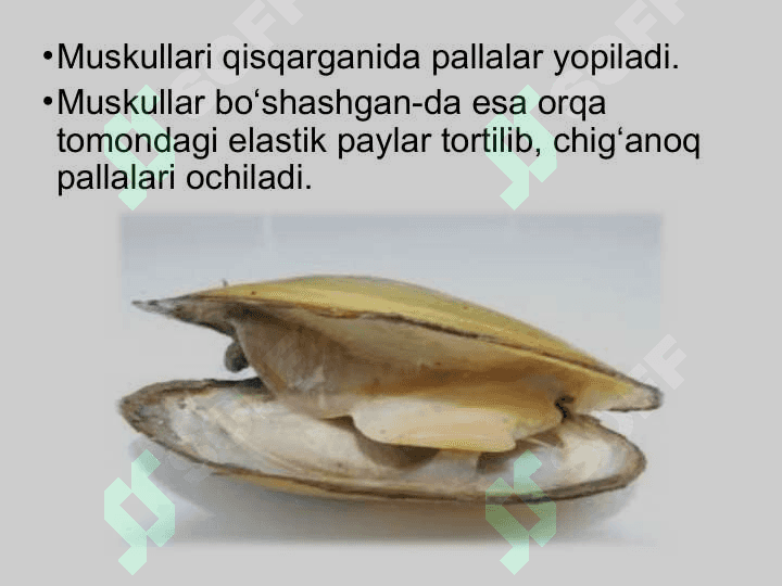 19-dars.Ikki pallali va boshoyoqli molyuskalar sinflari 7