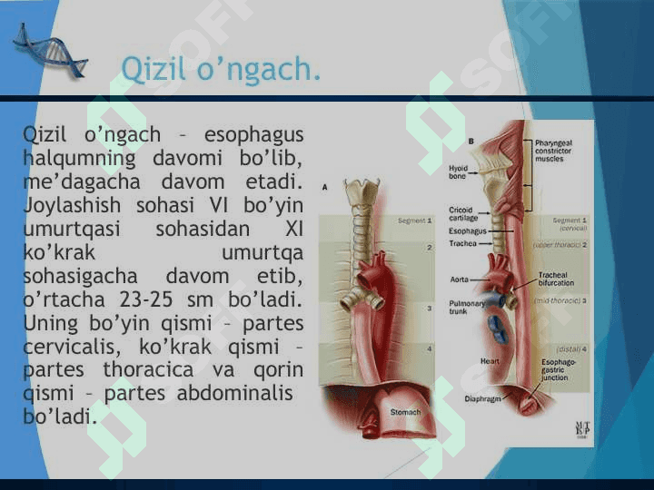 Ovqat hazm qilish Пищеварительная система человека 5