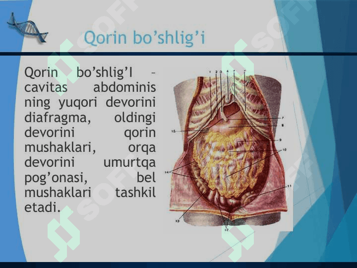 Ovqat hazm qilish Пищеварительная система человека 6