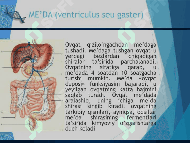 Ovqat hazm qilish Пищеварительная система человека 7