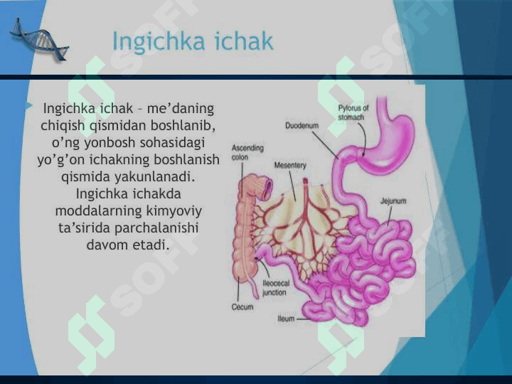 Ovqat hazm qilish Пищеварительная система человека 8