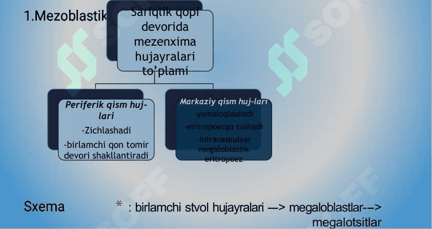 Qon yaratilishi 6