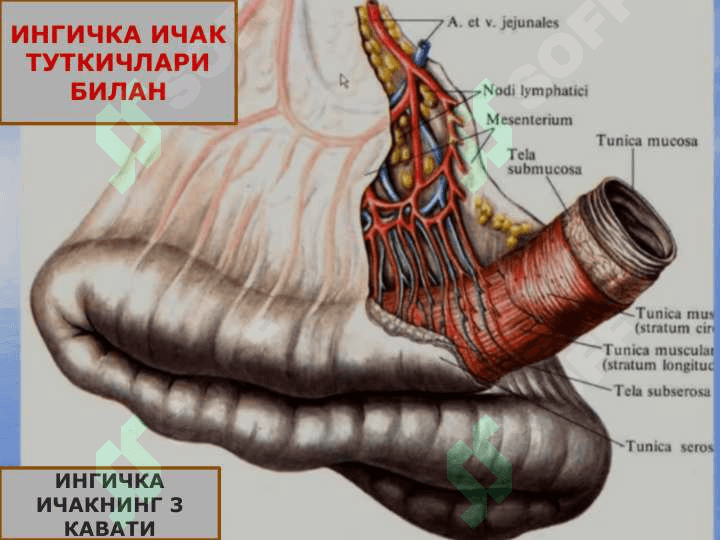 ХАЗМ СИСТЕМАСИ ИНГИЧКА ИЧАК,ЙУГОН ИЧАК 4