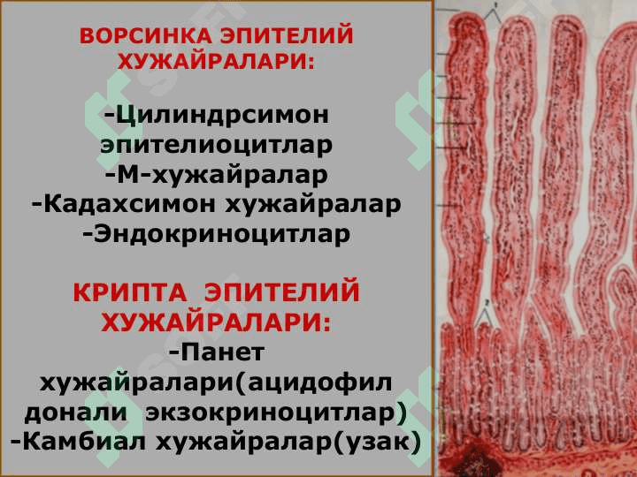 ХАЗМ СИСТЕМАСИ ИНГИЧКА ИЧАК,ЙУГОН ИЧАК 7