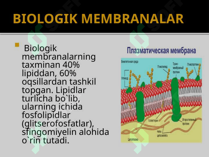 SITOLOGIYA- HUJAYRA  HAQIDAGI  FAN. 4