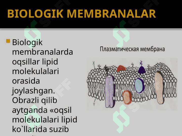 SITOLOGIYA- HUJAYRA  HAQIDAGI  FAN. 5