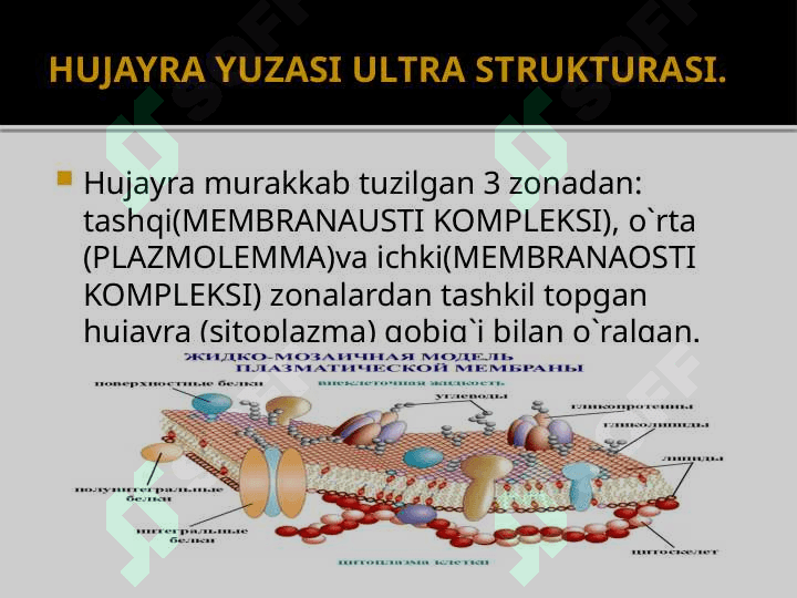 SITOLOGIYA- HUJAYRA  HAQIDAGI  FAN. 6