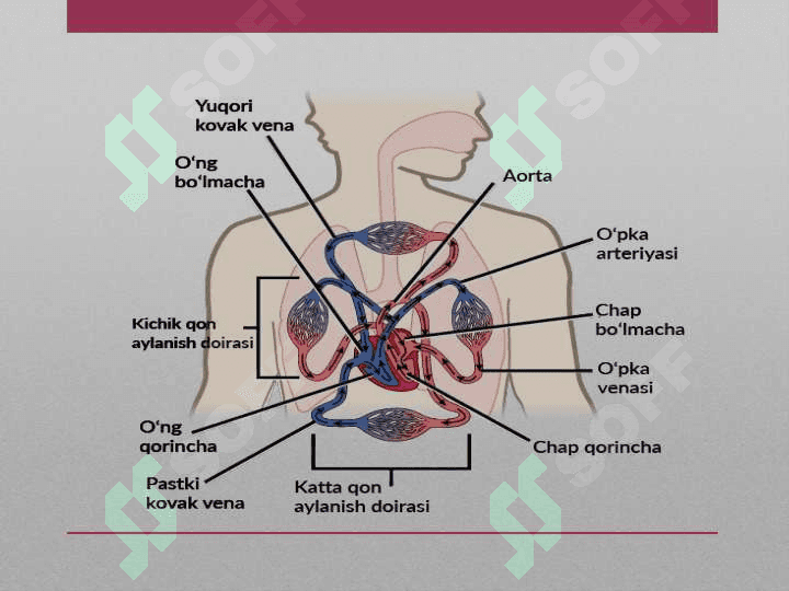 Qon aylanish doiralari va yurakning vazifalari 2