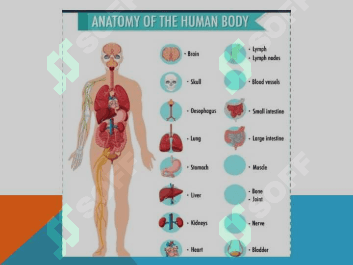 Part  of   the   body 5