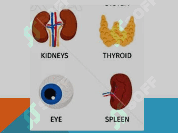 Part  of   the   body 8