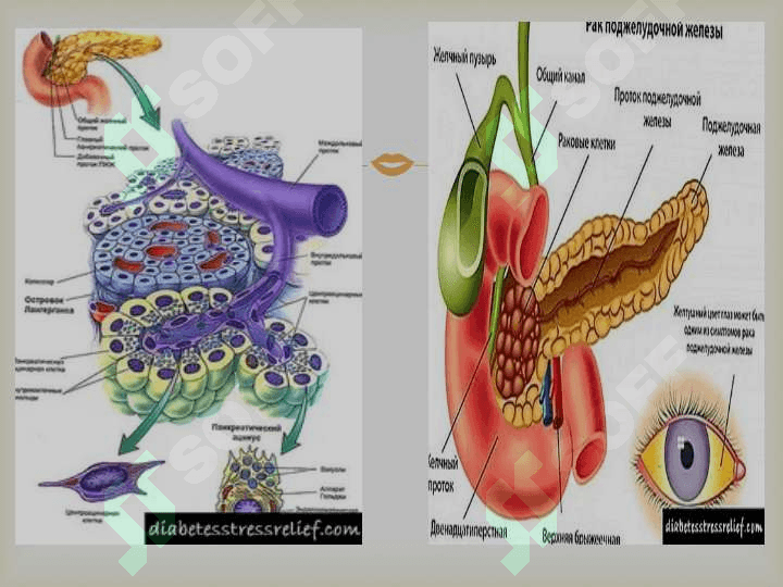 Me’da osti va buyrak usti bezlari fiziologiyasi. Insulin va glyukagon effektlar. 6