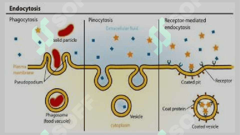 biologik membranalardagi fizik jarayonlar 3