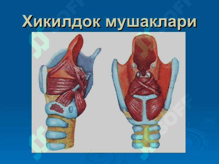 Хикилдокнинг уткир  ва сурункали касалликлари 4