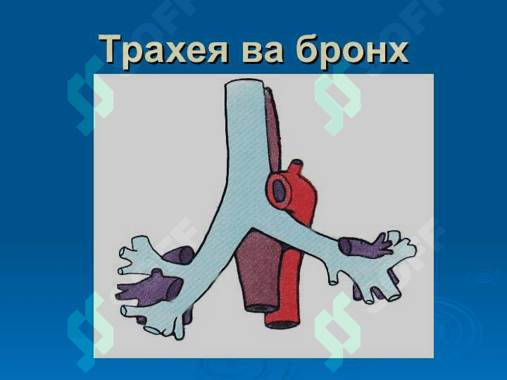 Хикилдокнинг уткир  ва сурункали касалликлари 5