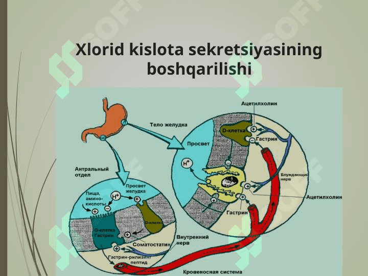ME’DA VA O’N IKKI BARMOQLI ICHAK YARA KASALLIKLARI 8