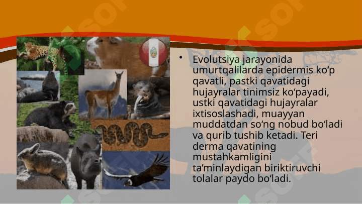 Hayvonlarning tana qoplami va harakat organlari evolutsiyasi 5