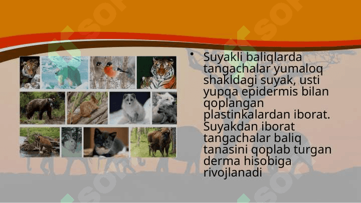 Hayvonlarning tana qoplami va harakat organlari evolutsiyasi 7