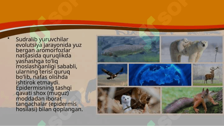 Hayvonlarning tana qoplami va harakat organlari evolutsiyasi 8