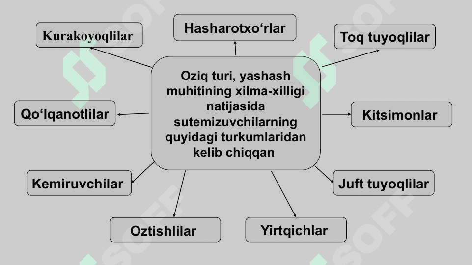 Evolutsion o‘zgarishlarning tiplariEvolutsion o‘zgarishlarning tiplari 7