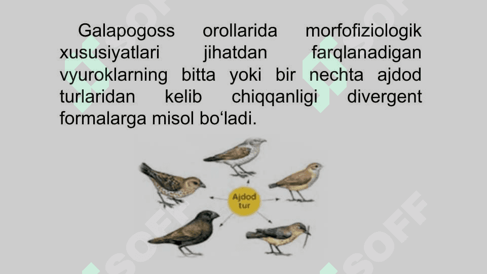 Evolutsion o‘zgarishlarning tiplariEvolutsion o‘zgarishlarning tiplari 8