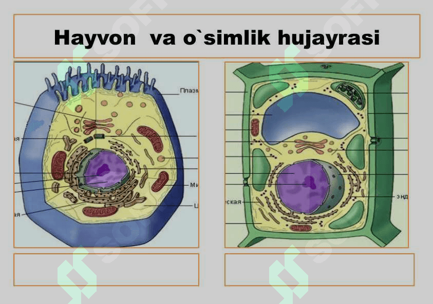 Hayvon organizmi tuzilishi Hayvonlarni klassifikatsiya qilish 5