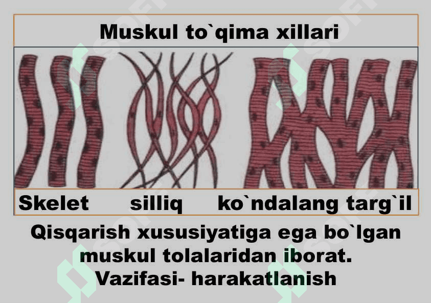 Hayvon organizmi tuzilishi Hayvonlarni klassifikatsiya qilish 8