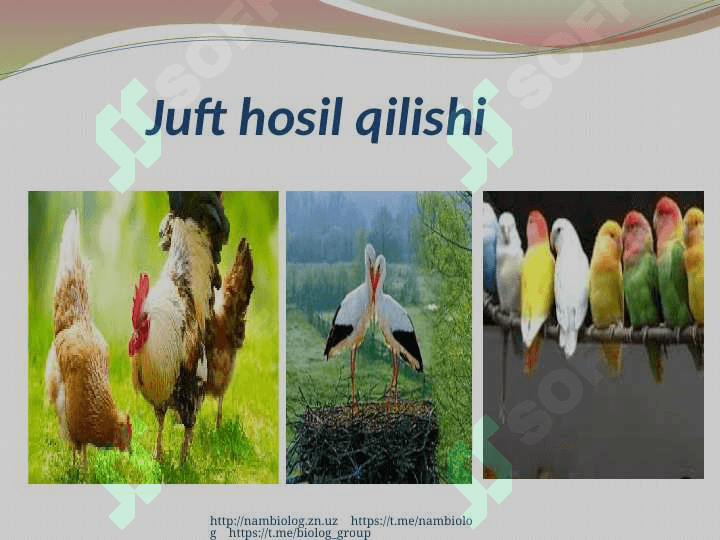 Qushlarning ko`payishi, rivojlanishi va kelib chiqishi. 3