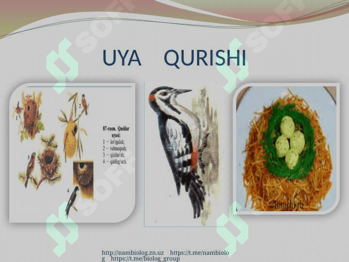 Qushlarning ko`payishi, rivojlanishi va kelib chiqishi. 4
