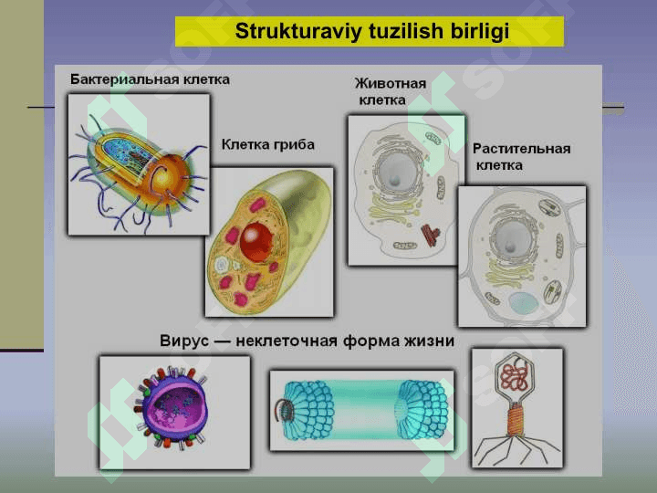 HAYOT MOHIYATI VA TIRIKLIKNING XUSUSIYATLARI 5