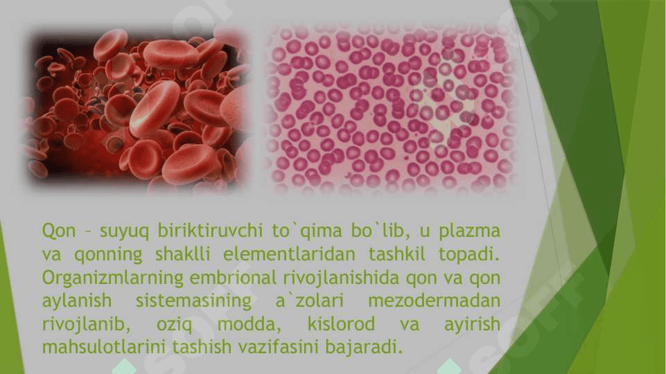 Hayvonlarning qon aylanish organlari evolyutsiyasi 3