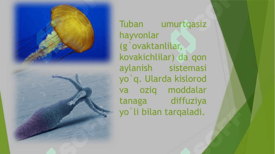 Hayvonlarning qon aylanish organlari evolyutsiyasi 4