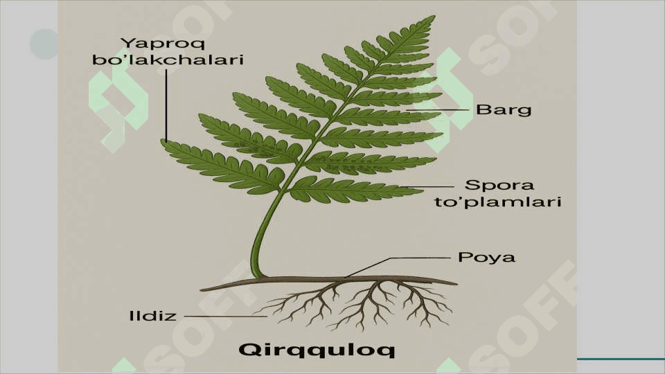 Qirqquloqlar (Polypodiophyta) bo‘limi           QIRQQULOQLAR SLAYD 5