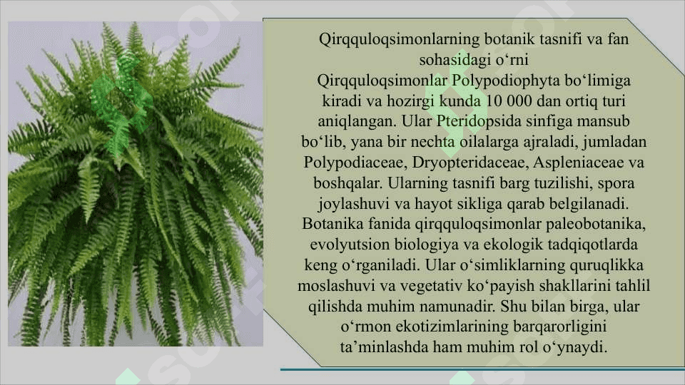 Qirqquloqlar (Polypodiophyta) bo‘limi           QIRQQULOQLAR SLAYD 6