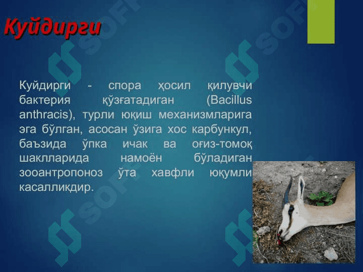 Kuydirgi 2