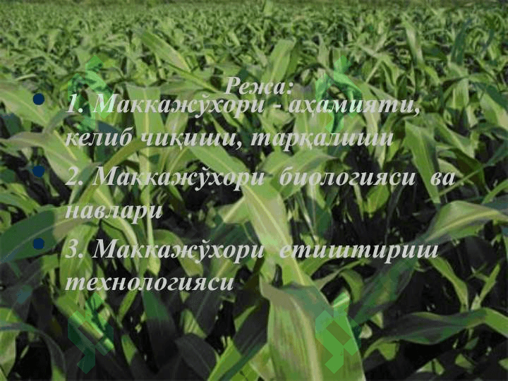 Маккажо'хорида дургай уруг'ликлар етиштириш технологиялари 2