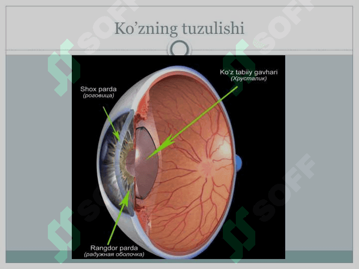 Ko’z va uning tuzulishi 4
