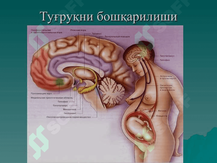 Нормал тугрук. Нормал тугрукни олиб бориш принциплари. Хомилани чаноги билан келиши 8