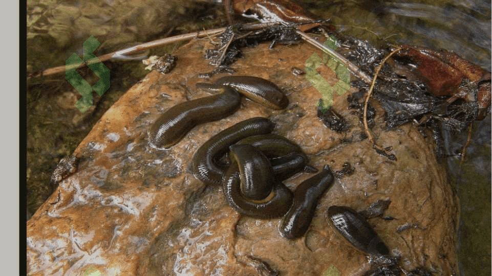 zuluklar sinfi, tuzilishi, koʻpayishi, rivojlanishi, sistematikasi va ahamiyati 6