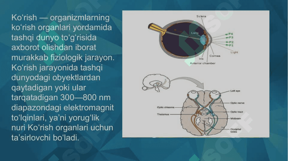 SEZGI HAQIDA TUSHUNCHA 4