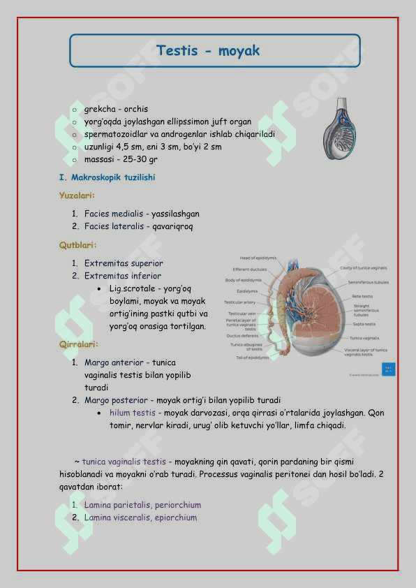Erkaklar jinsiy sistemasi 3