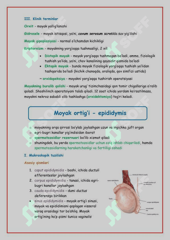 Erkaklar jinsiy sistemasi 8