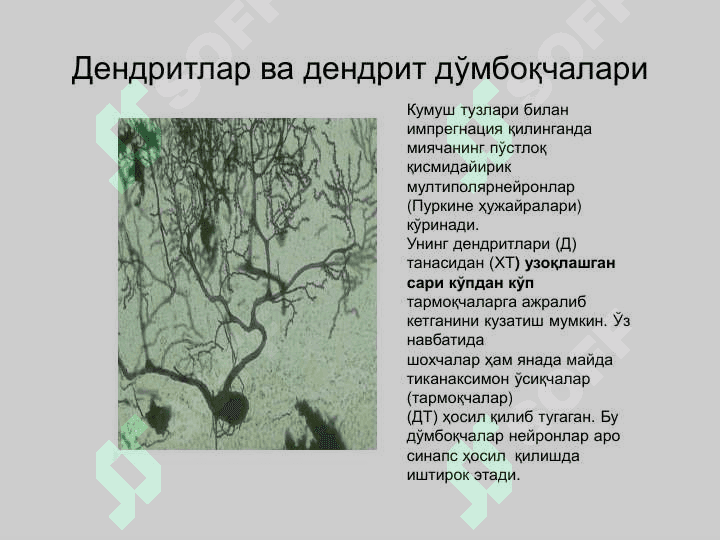 Nerv sistemasi tarqatma materiallar 2