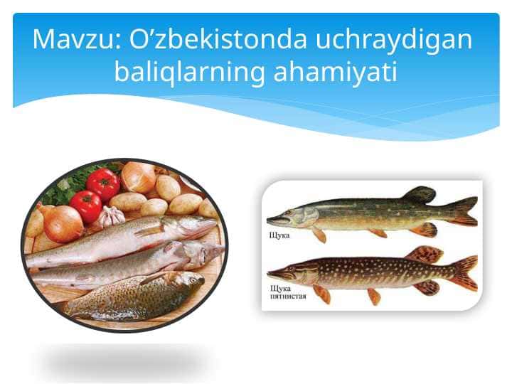 O’zbekistonda uchraydigan baliqlarning ahamiyati