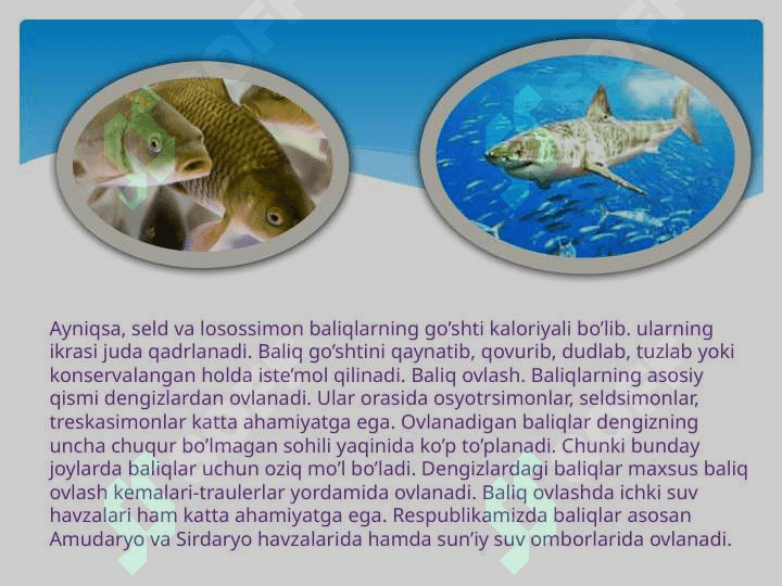 O’zbekistonda uchraydigan baliqlarning ahamiyati 3