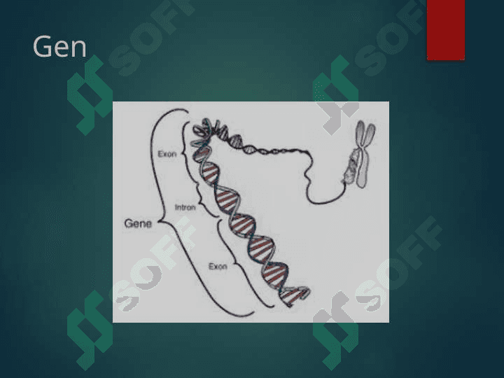gen genom va xromosoma 3