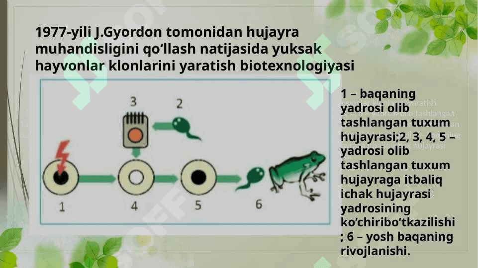 Hayvonlar hujayrasi muhandisligi 4