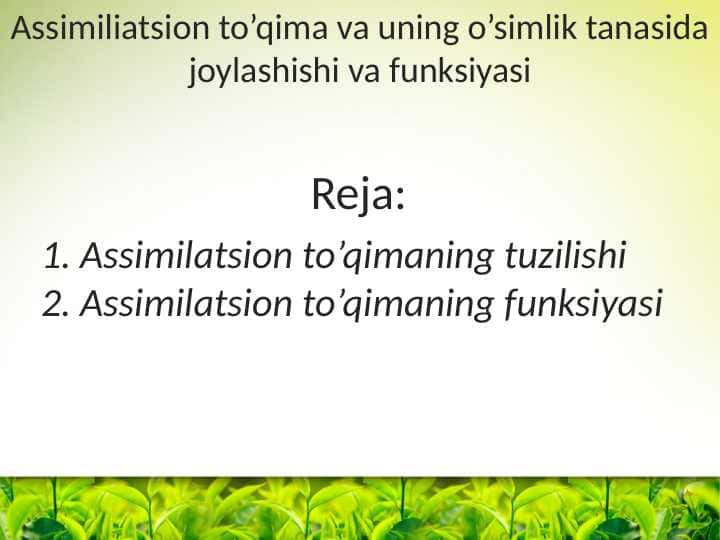 Assimiliatsion to’qima va uning o’simlik tanasida joylashishi va funksiyasi