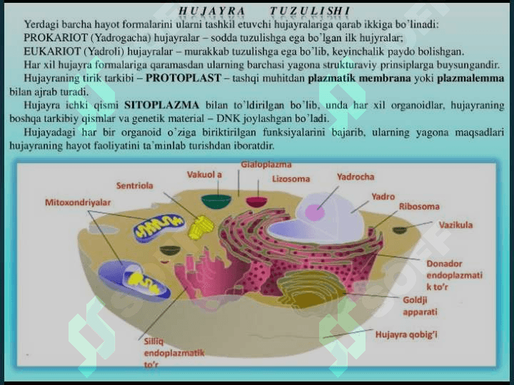 Hujayra biologiyasi. Sitologiyaning rivojlanish bosqichlari. Hujayra ta’limoti. Shvanning hujayra nazariyasi 4